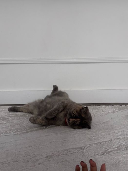 Отдам кошку породистую