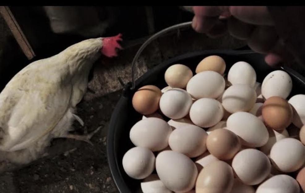 Белые  несушки Коралл