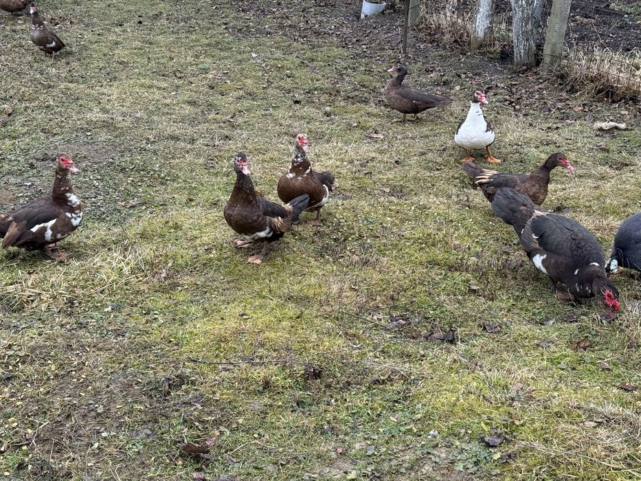 Oua incubat rate lesesti ciocolatii