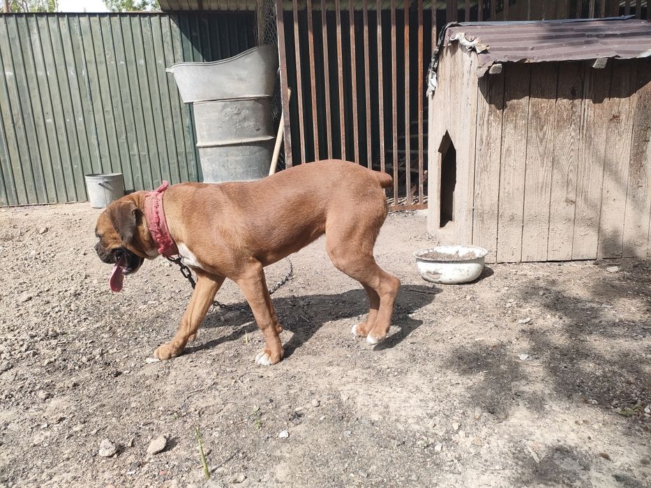 Боксер самка Продается