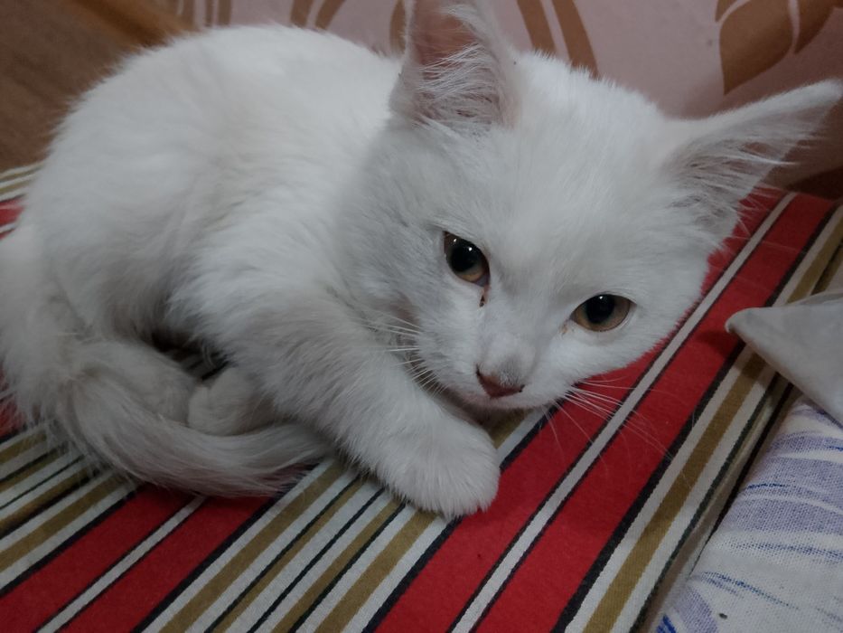 Котёнок белый отдам в добрые руки