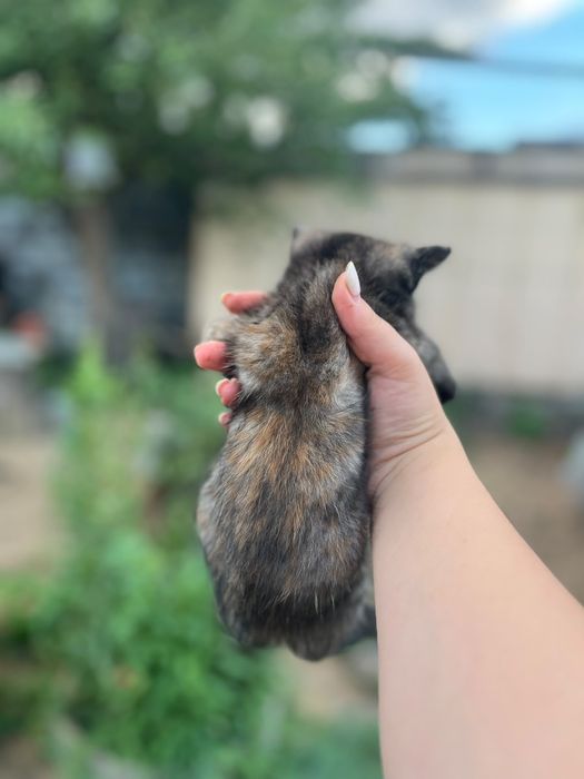 Подарю  котеночка