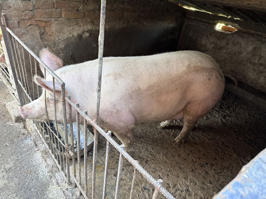 Свине 4 лева за килограм