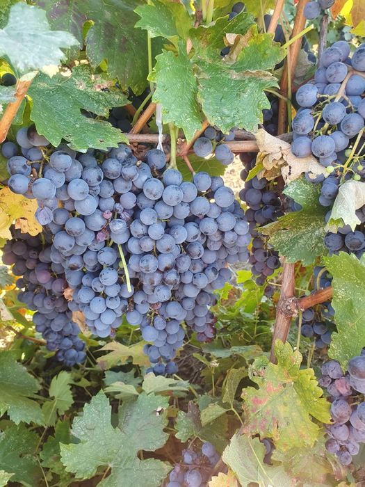Struguri de vanzare,de vin!