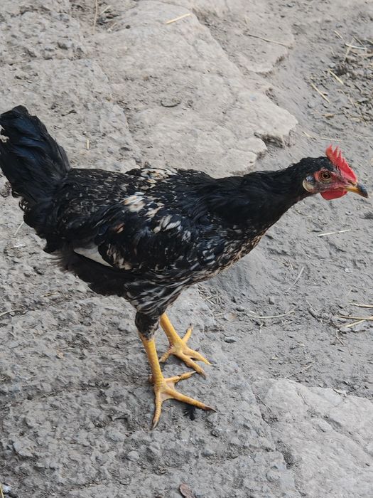 Joja horozlar dotiladi,жужа хурозлар сотилади