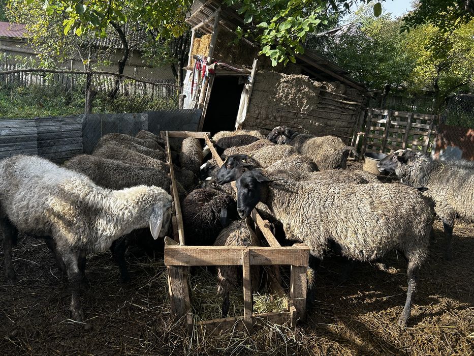 Oi romanov de vanzare