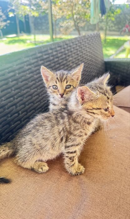 Самый мимишный возраст 1 месяц