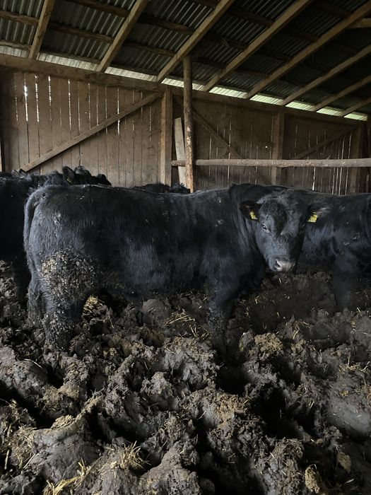 Tauri angus pt reproductie