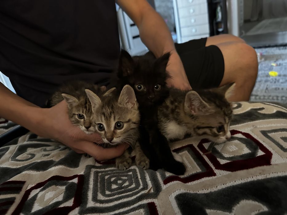 Котята ,3 мальчика 1 девочка , ходят в латок