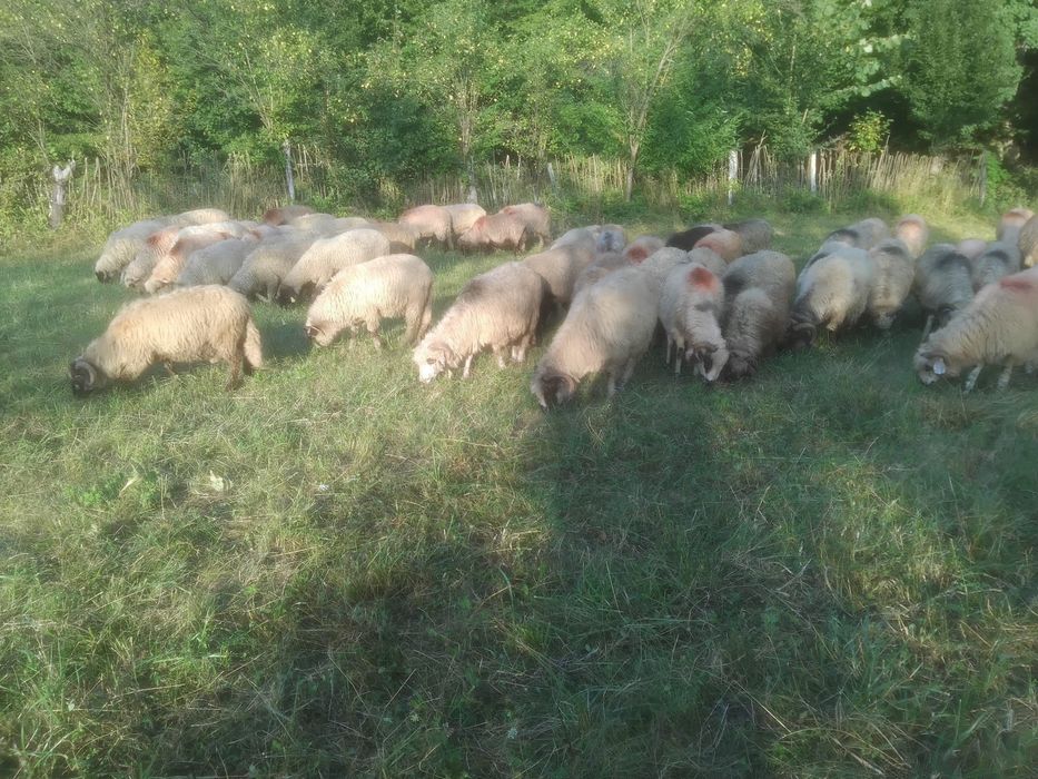 Oi de vanzare Arges