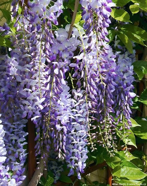 Wisteria (Glicina )