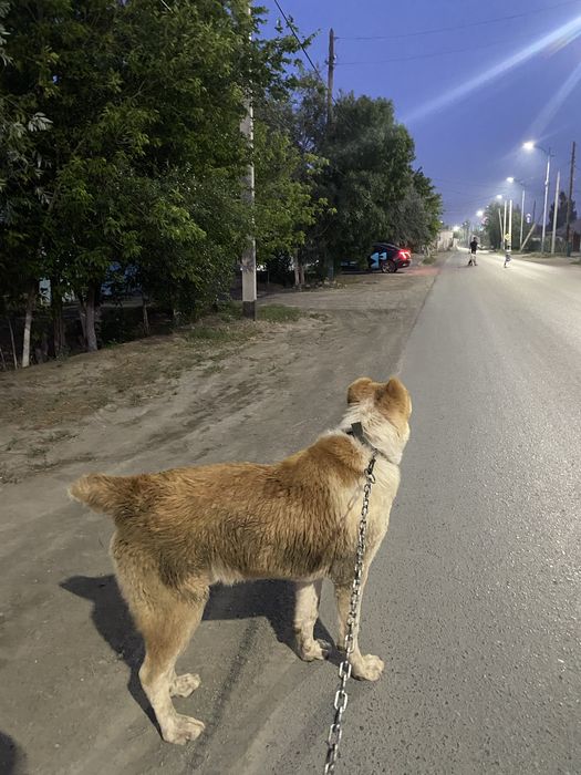 6ай кушик тобет каплан