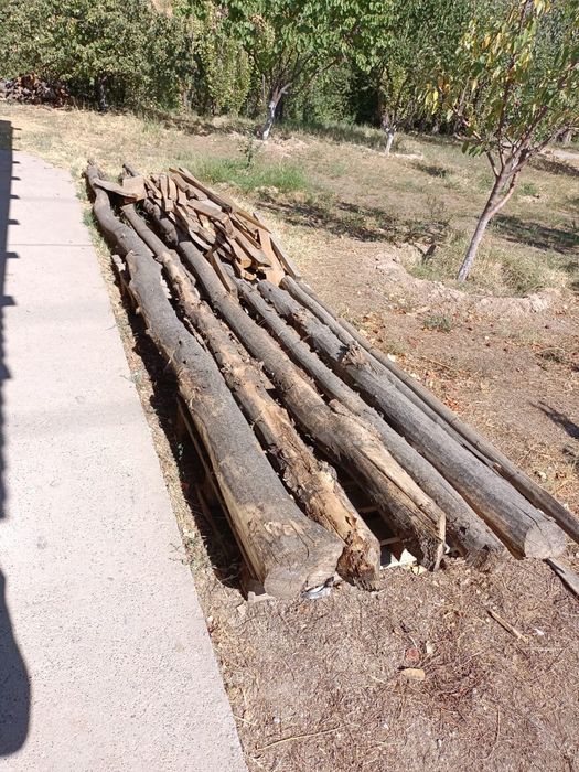 Тополь бесплатно