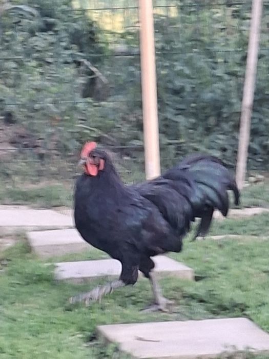 Vând 2 cocoși cu moț și 2 australorp.