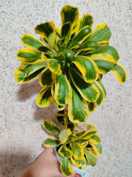 Euphorbia Poisonii Variegated