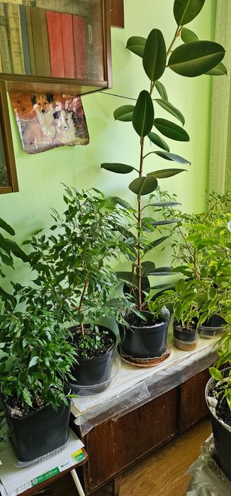 Продам цветы. Цветов очень многл.