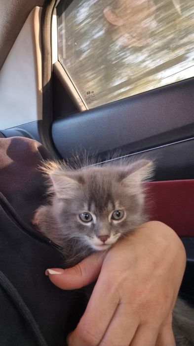 Отдам котенка мальчика