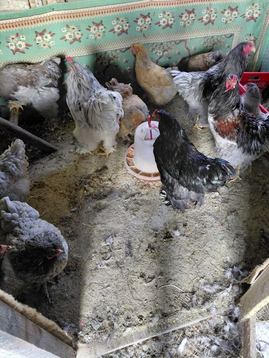 Vand pui mici puicute si puicuta de gaina cocosi gaini si pui de rasa