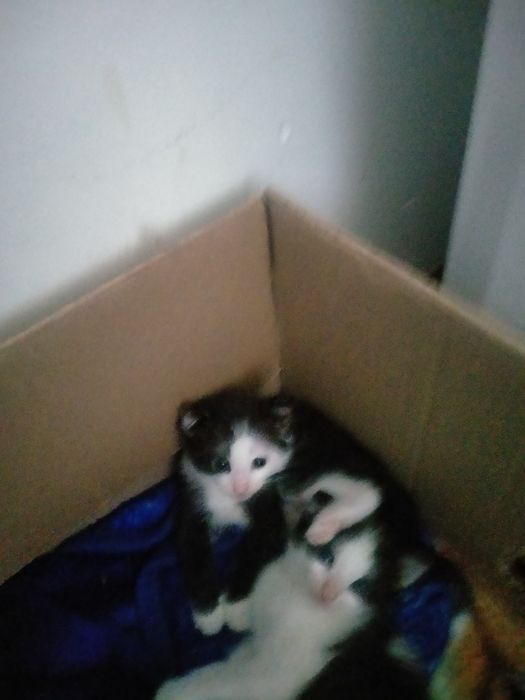 Отдам кошку в хорошие руки