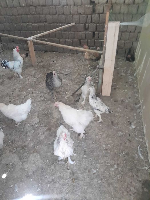 Damashniy tovuqlar sotiladi