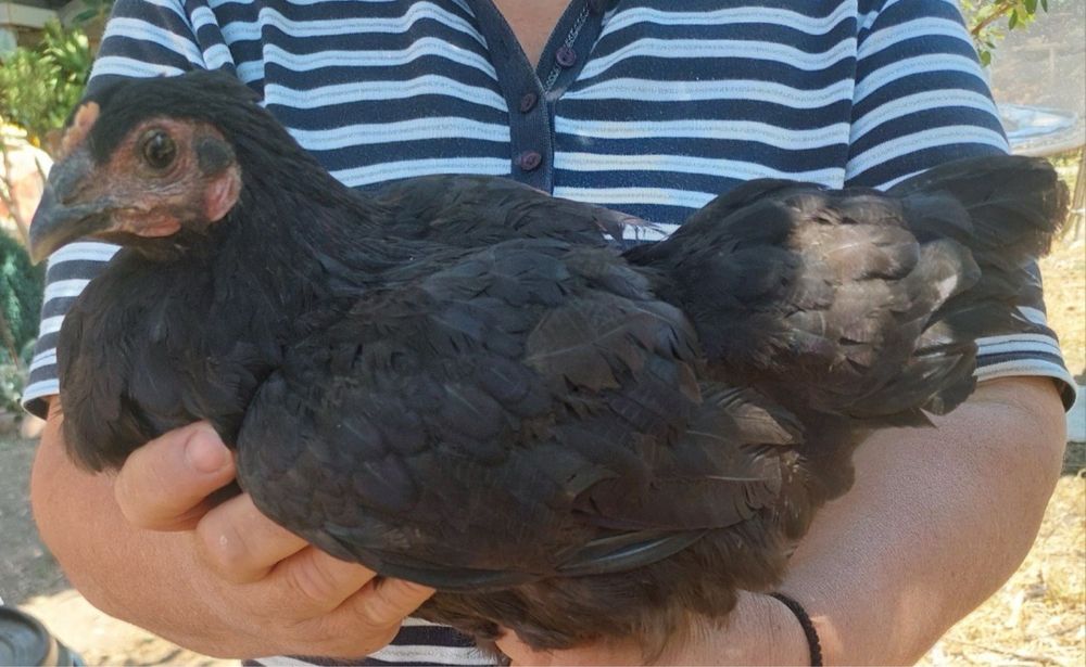 Продавам петли и кокошки