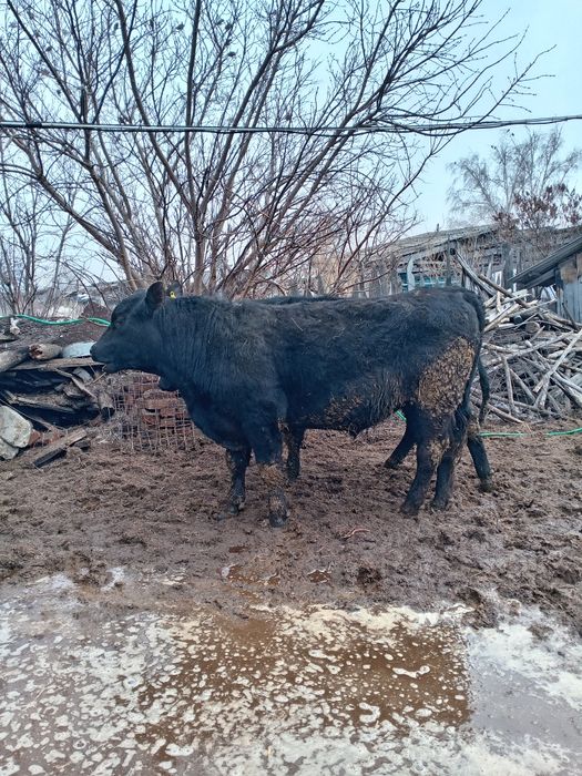 Продам быков ангусов