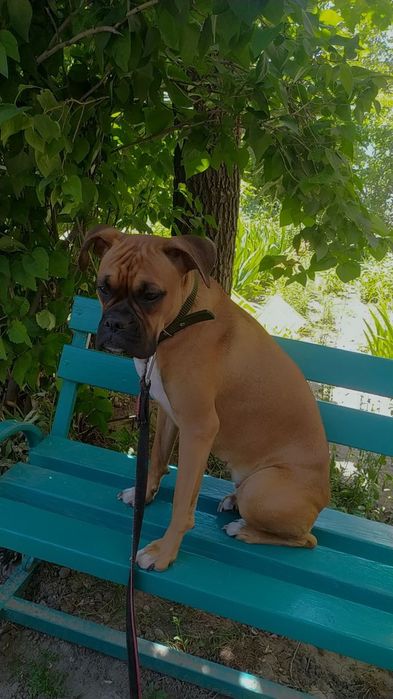 Вязка сучка немецкий боксер