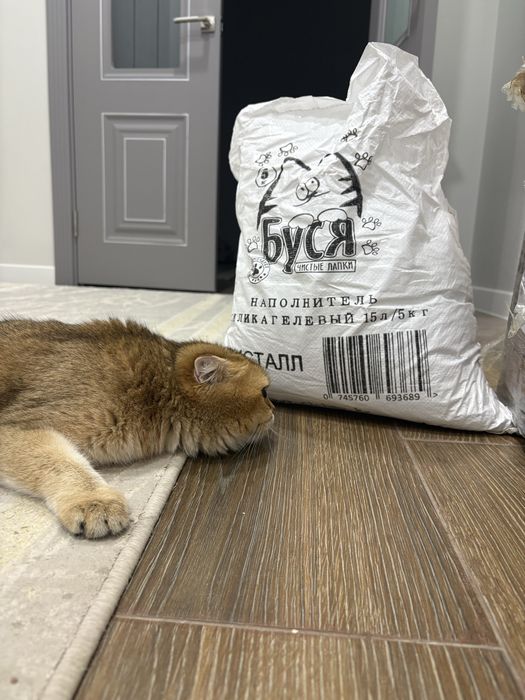 Котик вислоухий рыжий