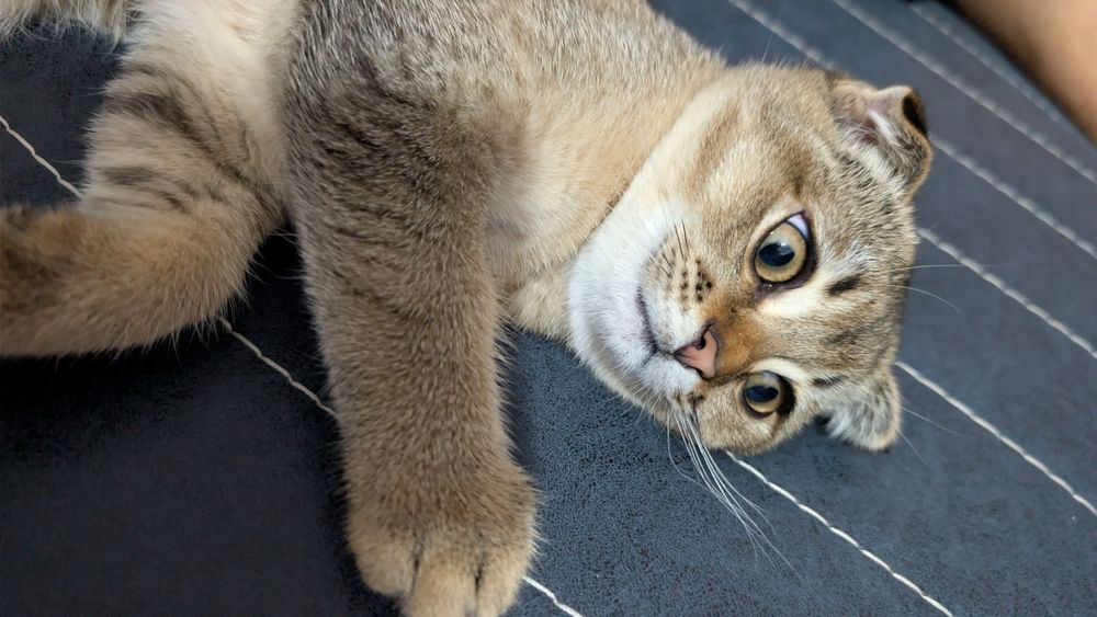 Продаются котята