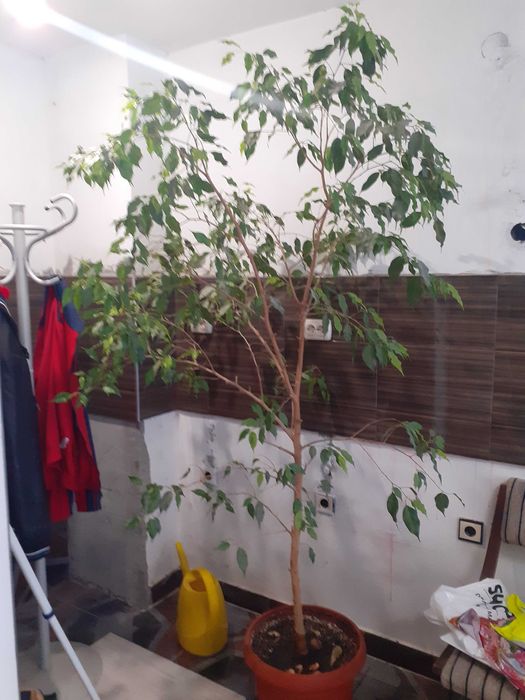 Продавам Фикус Бенджамин Зелен