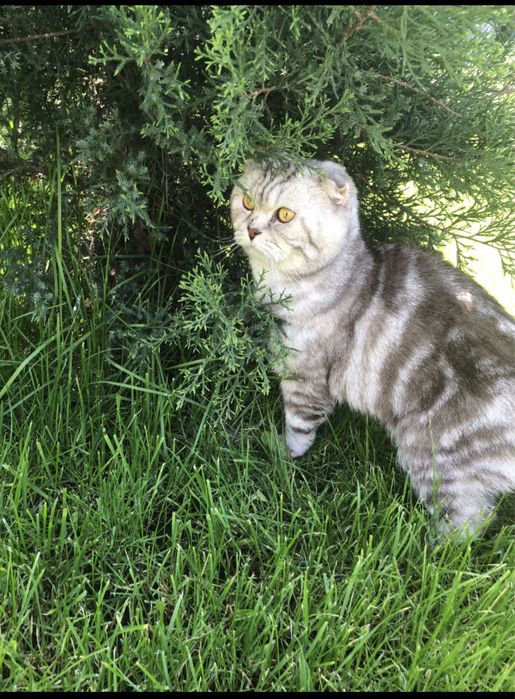 Вязка шотландец (скоттиш фолд)