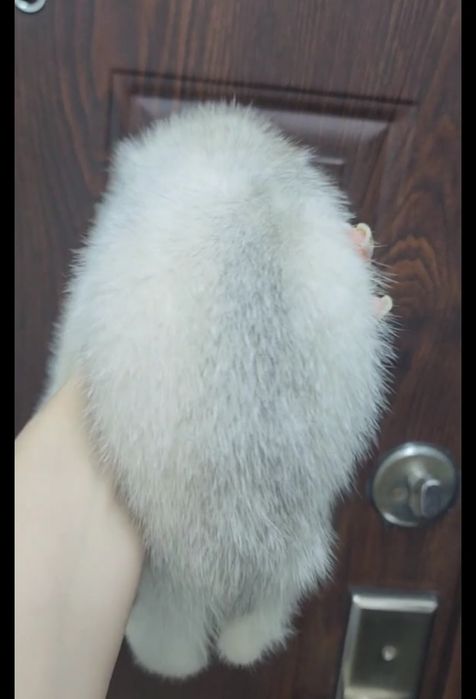 Девочка скоттиш страйт серебристая шиншила