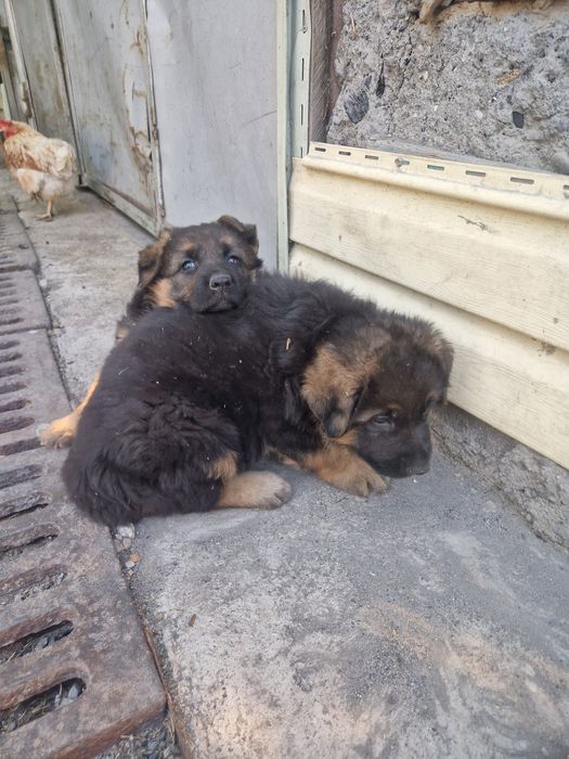 Продам щенка немецкой овчарки