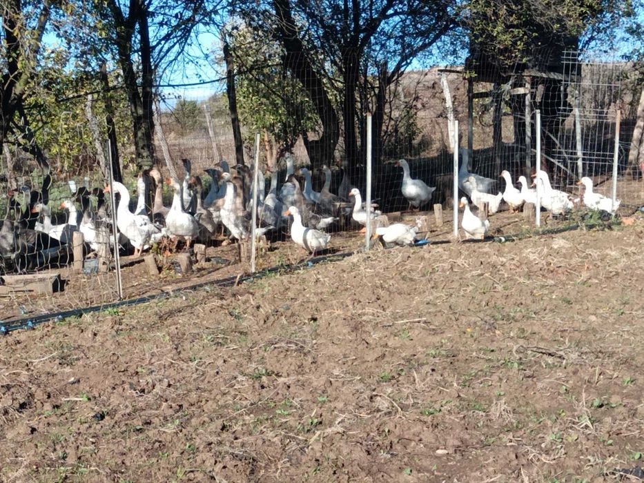 Gâşte de vânzare!