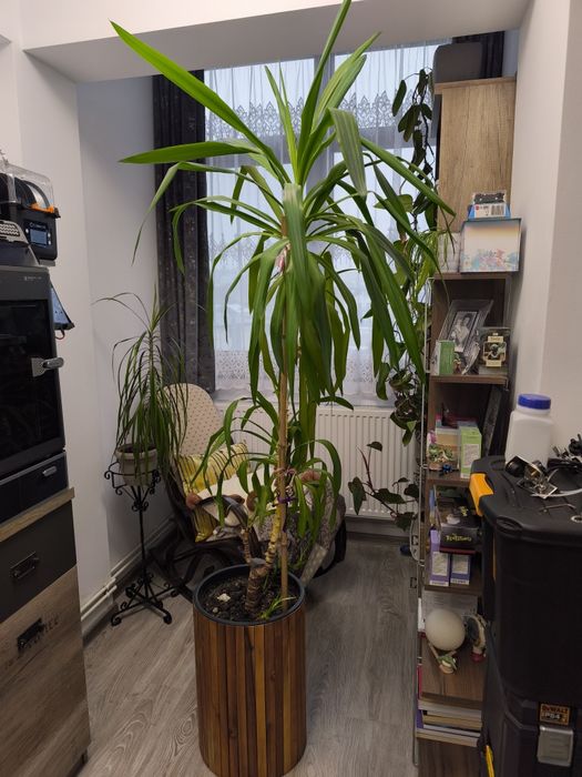 Yucca -planta ornamentala