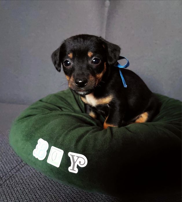 Caine Teckel Dachshund