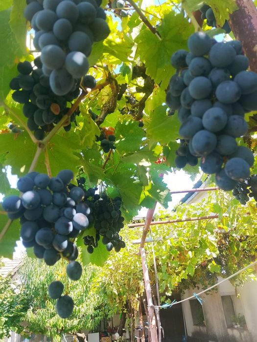 Продавам грозде в с. Гривица