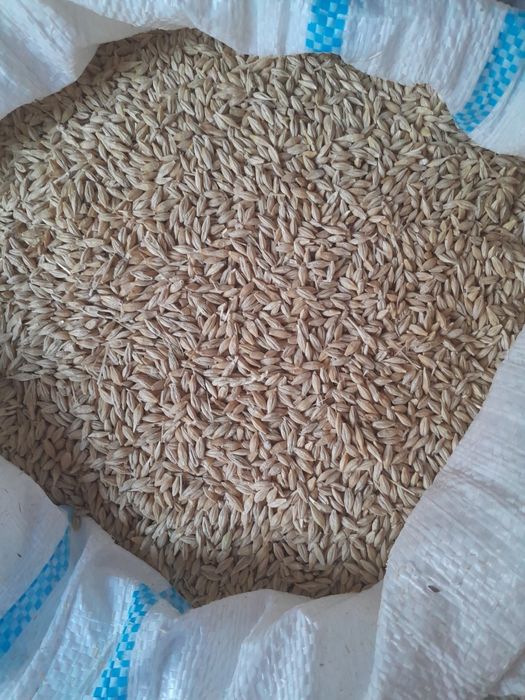 Cereale la sac de 50kg, porumb grau orz sorg floarea soarelui mazare