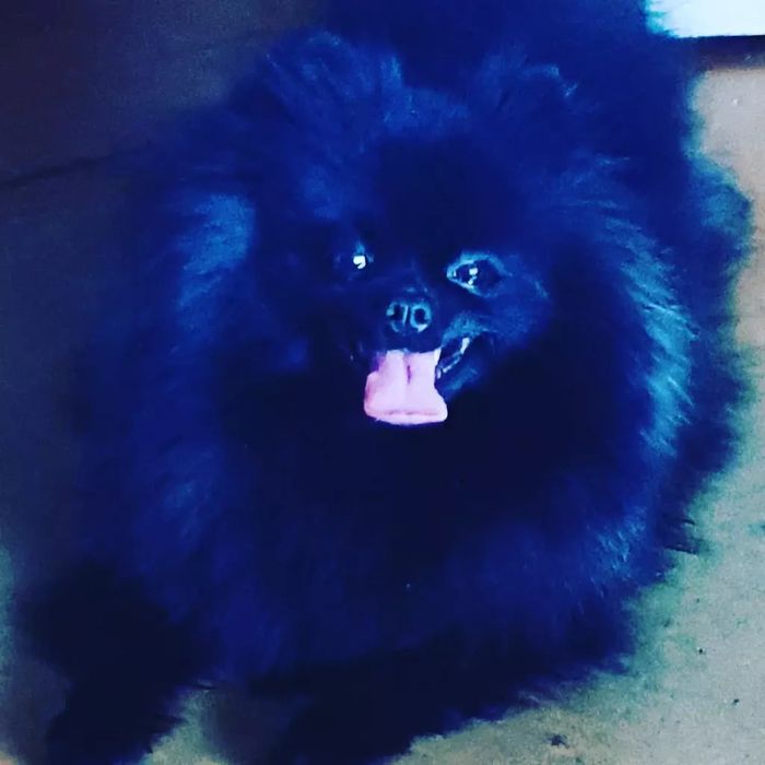 Предлагаю к бронированию девушек помираночек