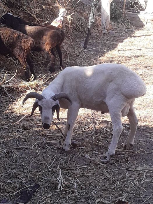 Qõy va qõchqorlarni yunggini chiroyli qilib olib beramiz