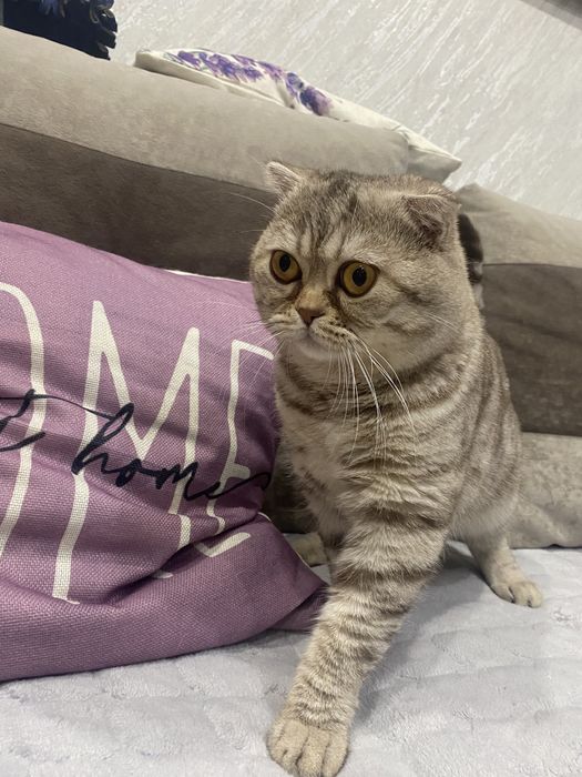 Кот для вязки чистый британец