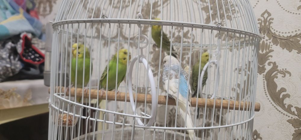 Продам валнистый папугай