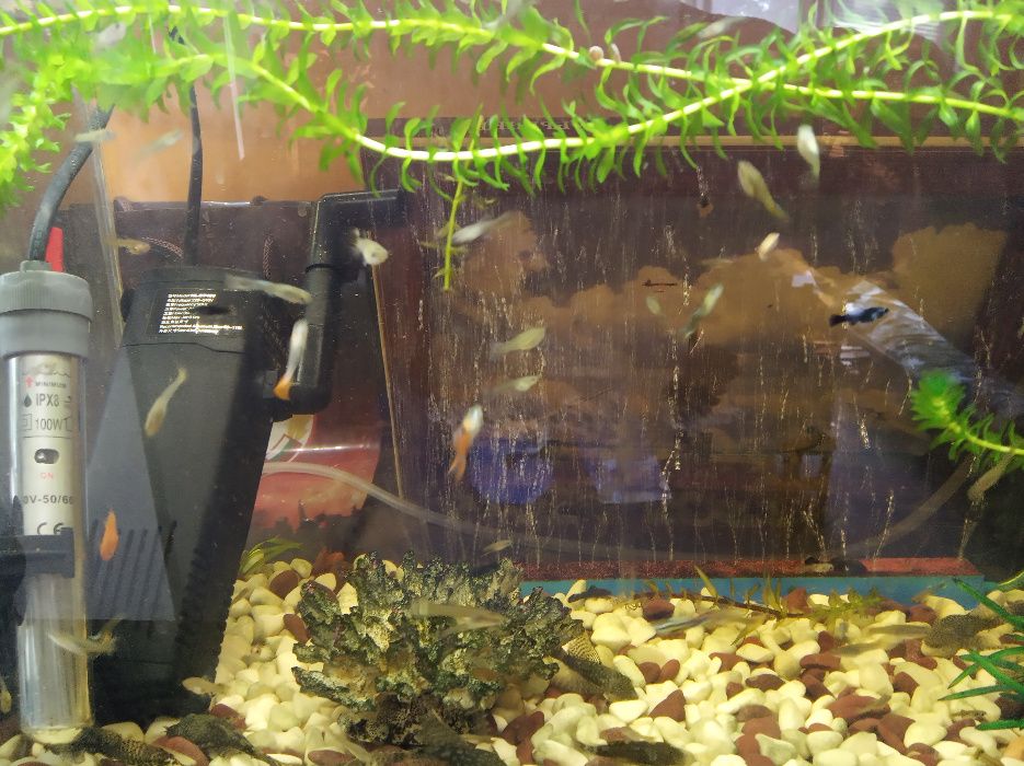 Рибки Гупи,Хелери,Молинезии,Данио,Сом Анциструс.