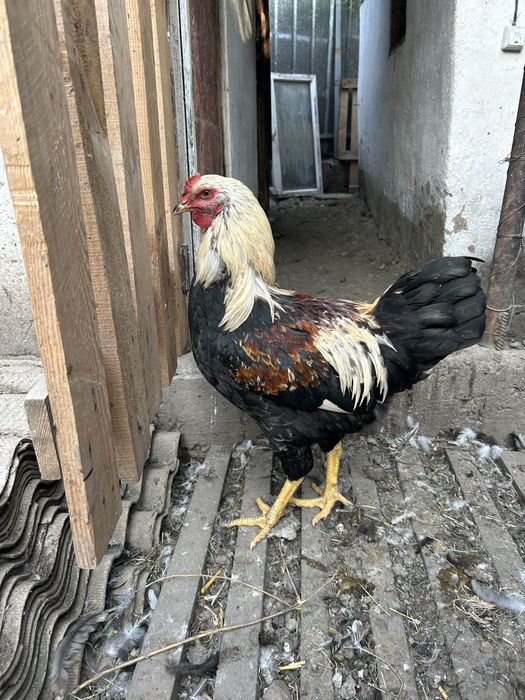 Продам молодых петушков