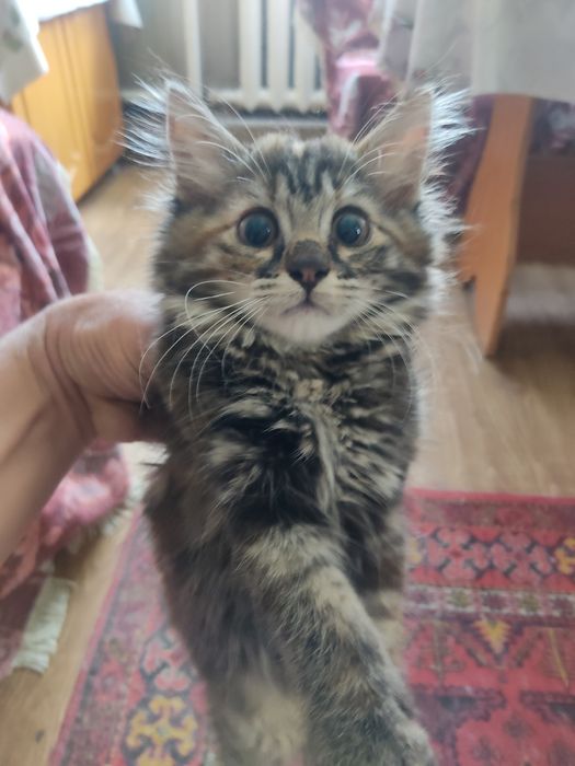 Одам котят в хорошие руки