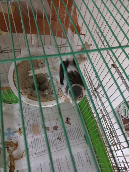 Канарейка 1 жуфт ва 1 дона