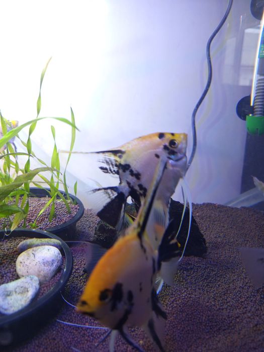 Продам скаляри Кой