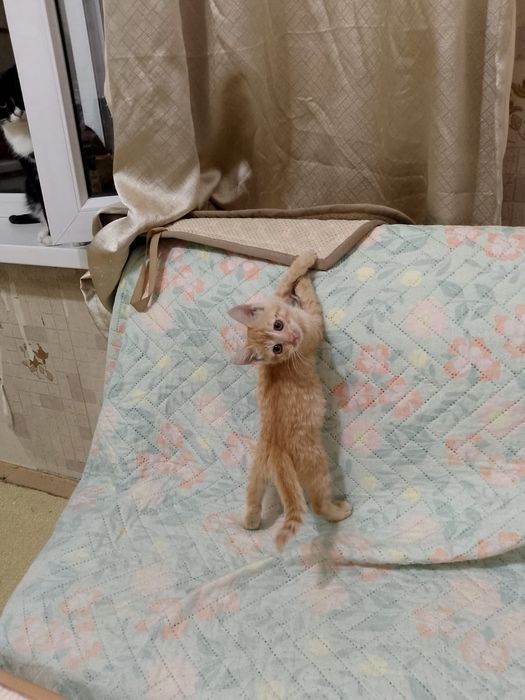 Отдам котенка в добрые руки