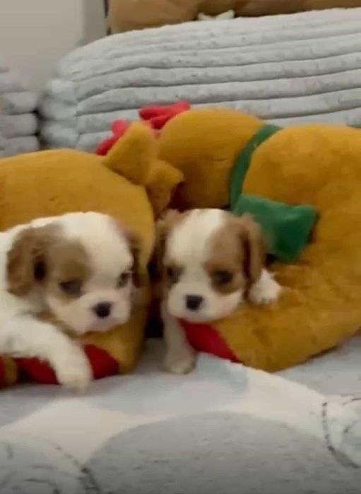 Кавалер Кинг Чарльз Спаниель