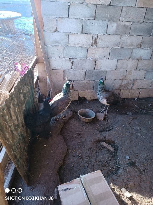 Павлин индийский